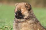 CHOW CHOW 242